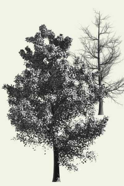 Arbaro example tree